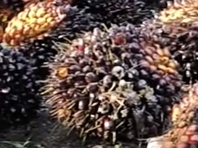 
					Harga TBS Kelapa Sawit Kemitraan Swadaya di Provinsi Riau Kembali Naik